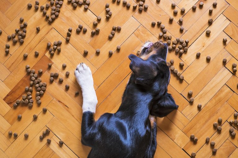 Czym jest karma monobiałkowa dla psa?