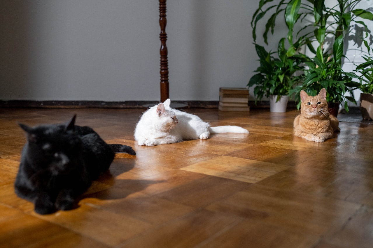 podłoga z kotami